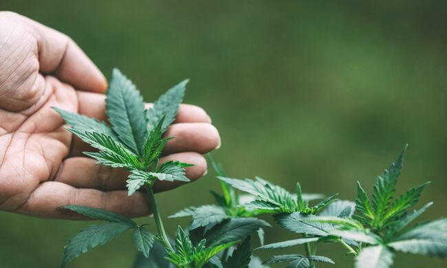 gartenanlage-cannabis