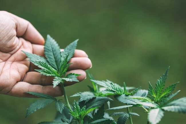 gartenanlage-cannabis