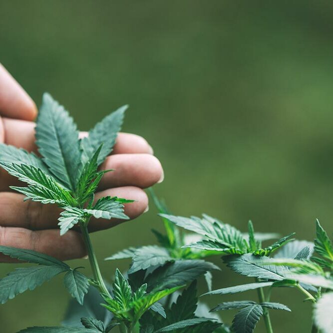 gartenanlage-cannabis