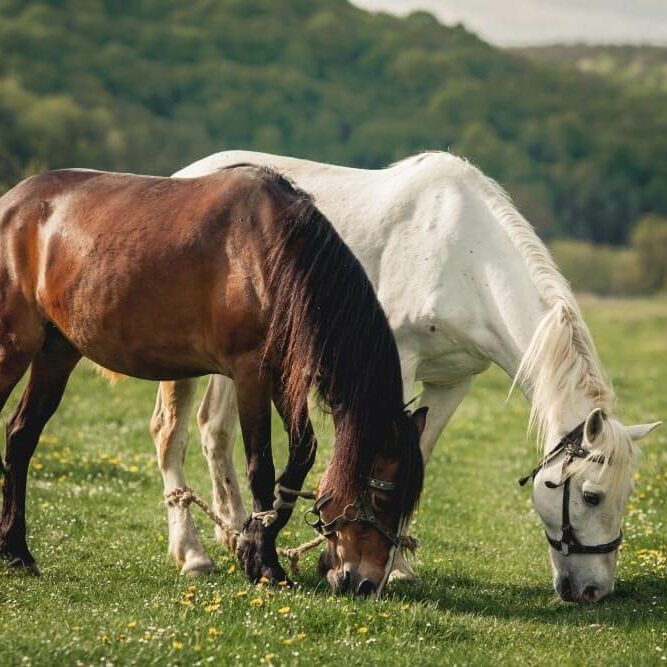pferdemist-vom-bauernhof