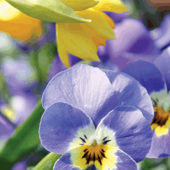 leipzier-gartenfreund-04